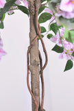 Bougainvillea A: Tree with Light Pink Flowers and Vines