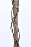 Bougainvillea A: Tree with Light Pink Flowers and Vines