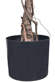 Bougainvillea A: Tree with Light Pink Flowers and Vines