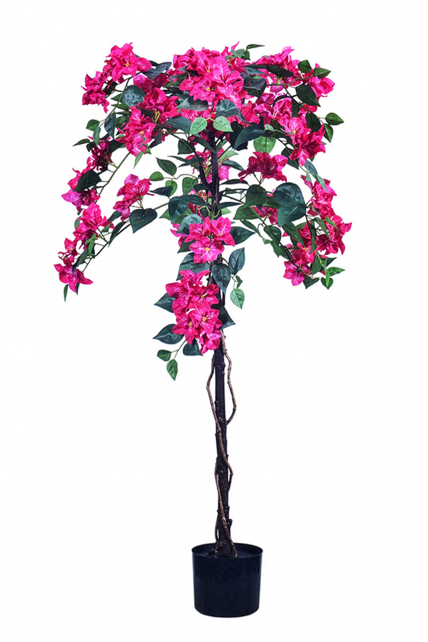 Bougainvillea B: with Fuchsia Flowers and Vine
