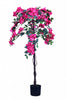 Bougainvillea B: met Fuchsia Bloemen en Klimplant