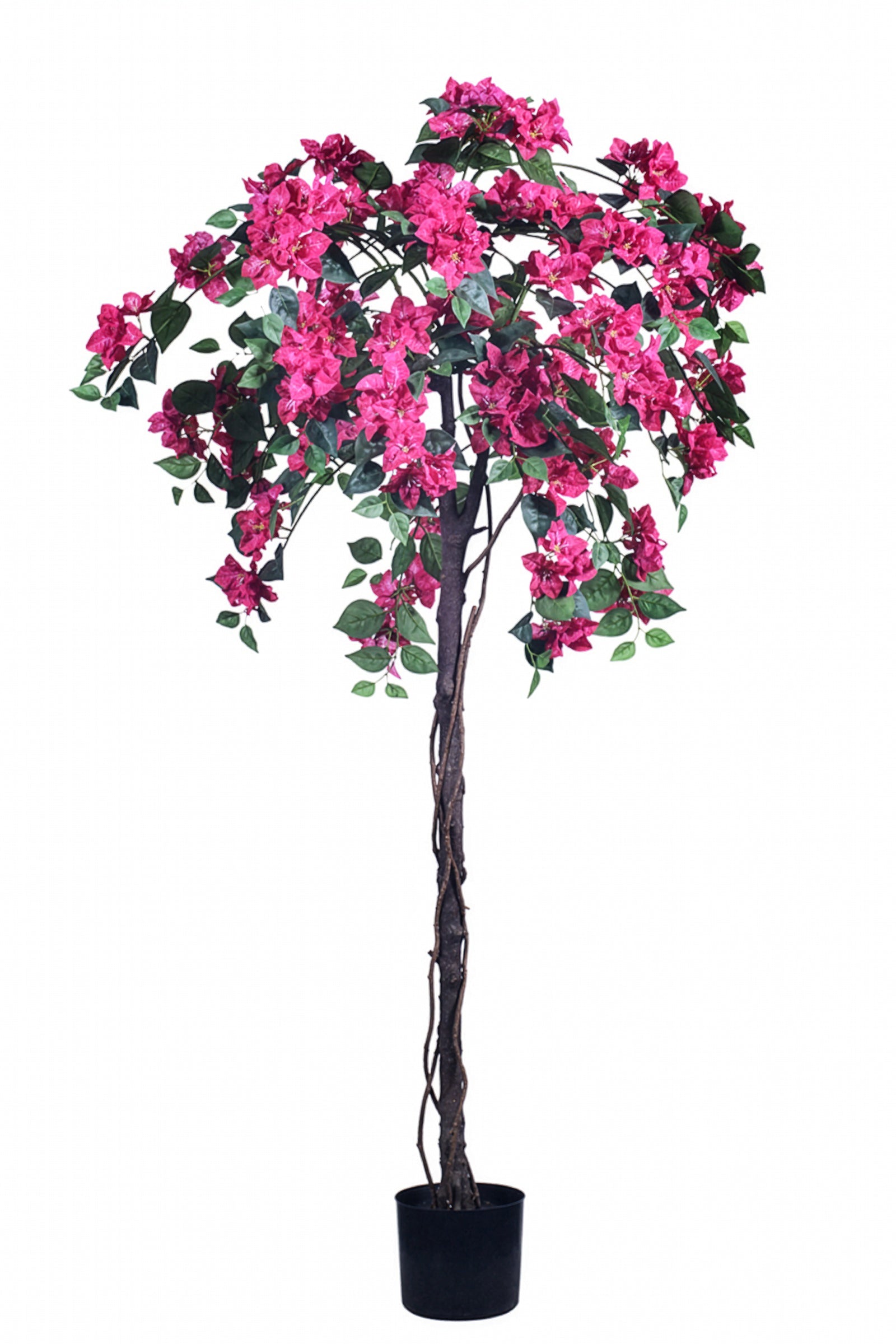 Bougainvillea B: with Fuchsia Flowers and Vine