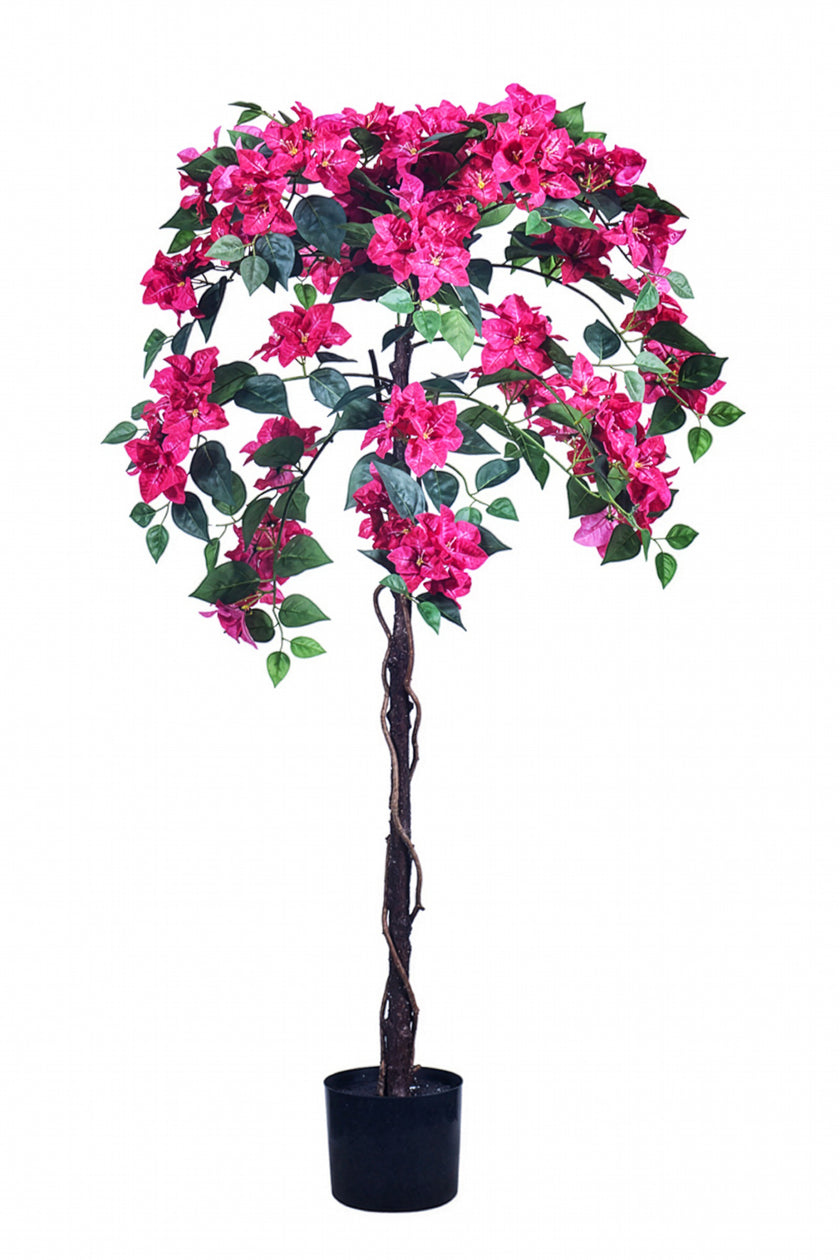 Bougainvillea B: with Fuchsia Flowers and Vine