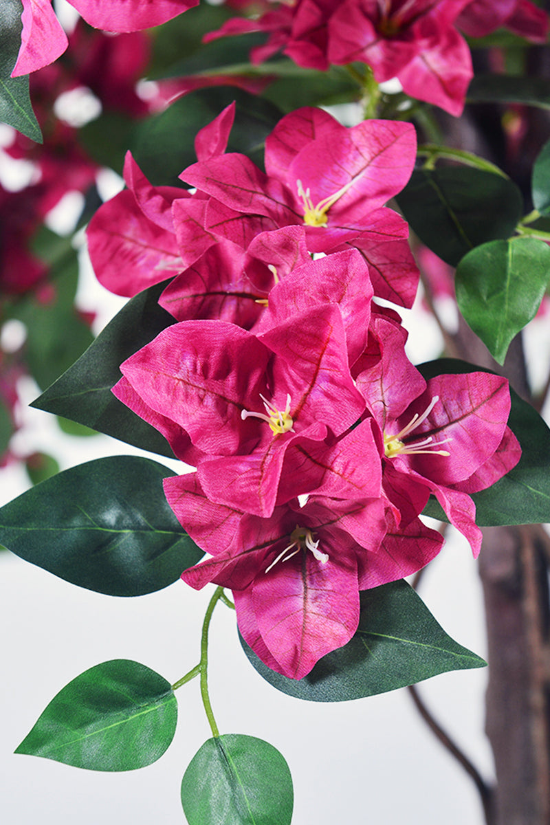 Bougainvillea B: with Fuchsia Flowers and Vine