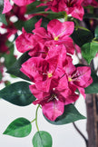 Bougainvillea B: with Fuchsia Flowers and Vine