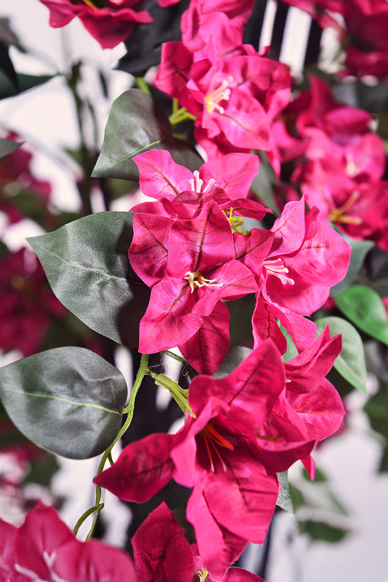 Bougainvillea B: with Fuchsia Flowers and Vine