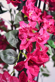 Bougainvillea B: with Fuchsia Flowers and Vine