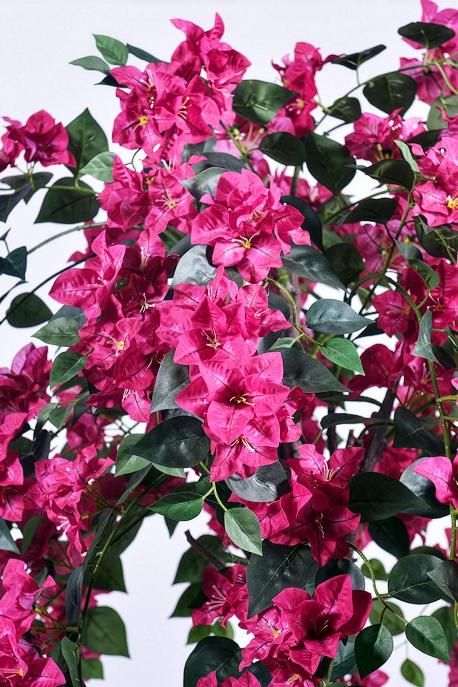 Bougainvillea B: with Fuchsia Flowers and Vine