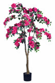 Bougainvillea C: with Flowers and Thick Trunk