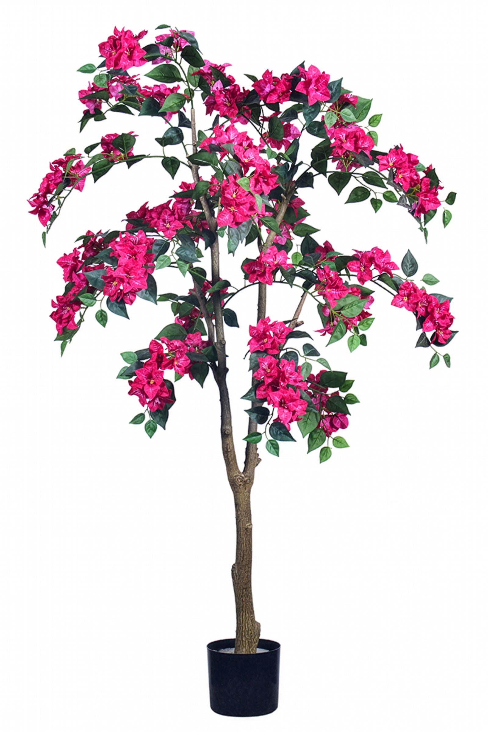 Bougainvillea C: with Flowers and Thick Trunk
