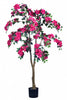 Bougainvillea C: met Fuchsia Bloemen en Dikke Stam