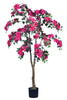 Bougainvillea C: with Fuchsia Flowers and Thick Trunk