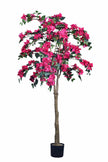 Bougainvillea C: with Flowers and Thick Trunk