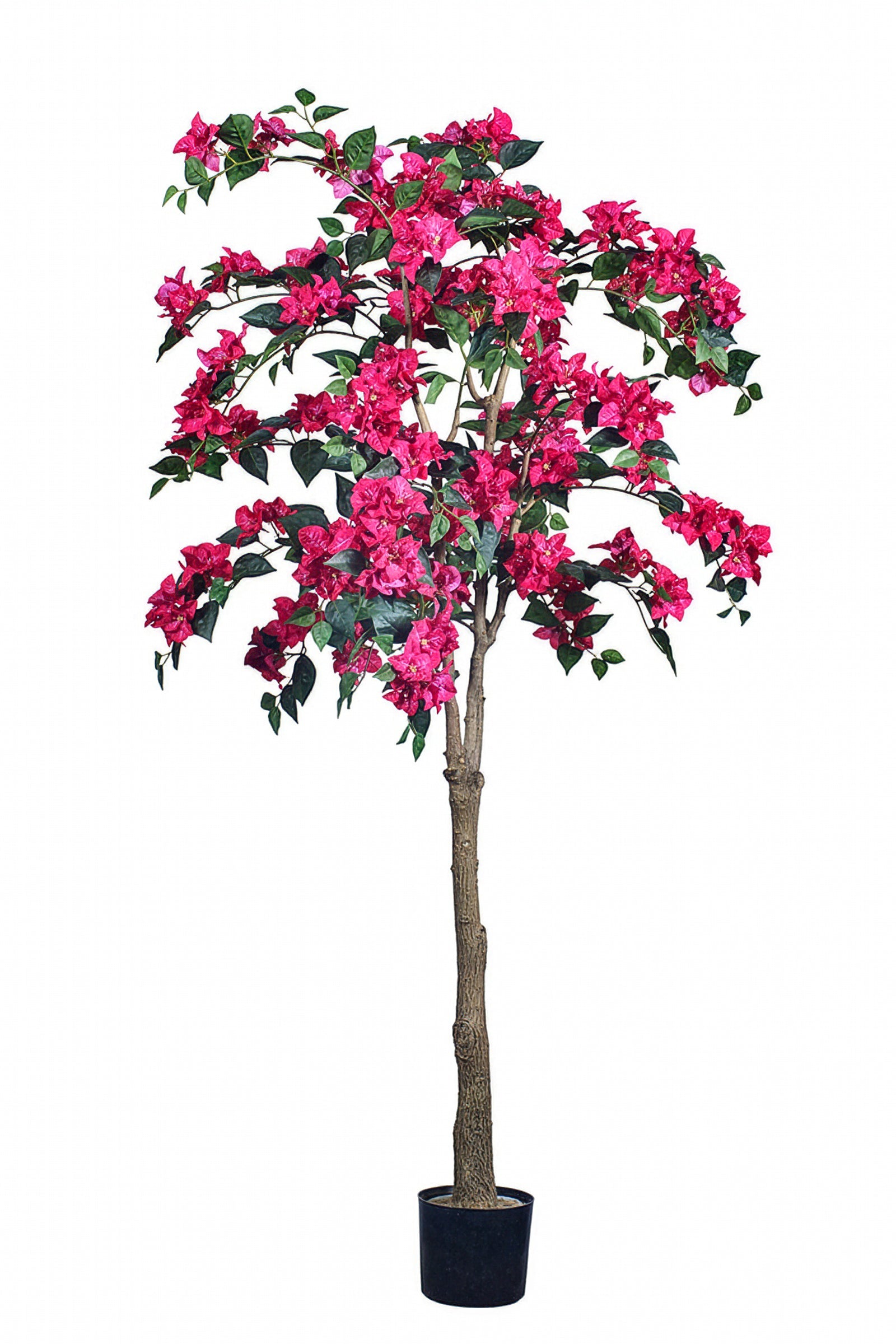Bougainvillea C: with Flowers and Thick Trunk