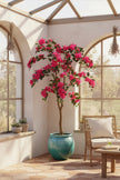 Bougainvillea C: with Flowers and Thick Trunk