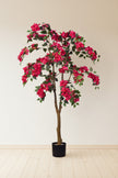 Bougainvillea C: with Flowers and Thick Trunk