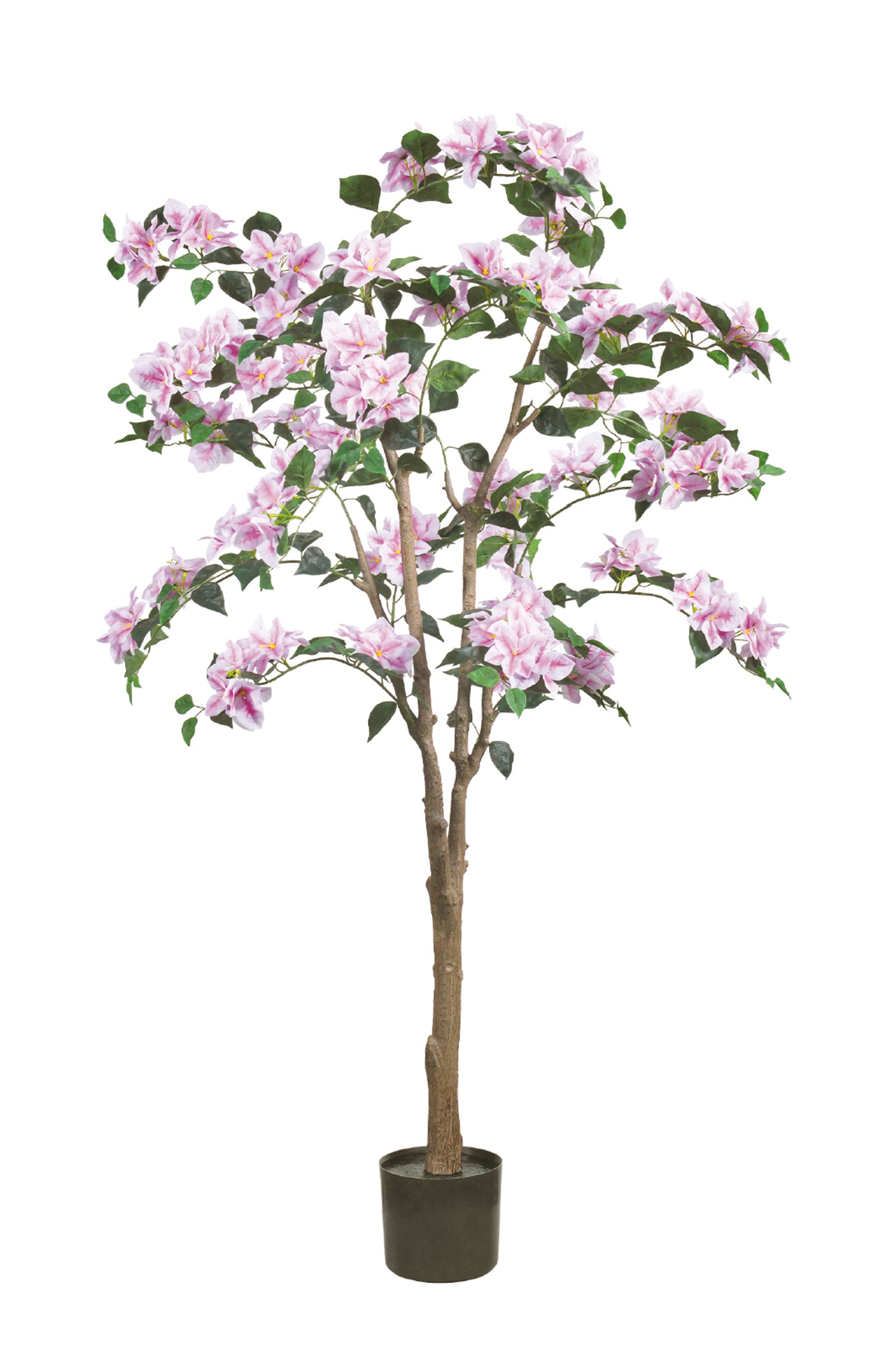 Bougainvillea C: with Flowers and Thick Trunk