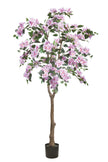 Bougainvillea C: with Flowers and Thick Trunk