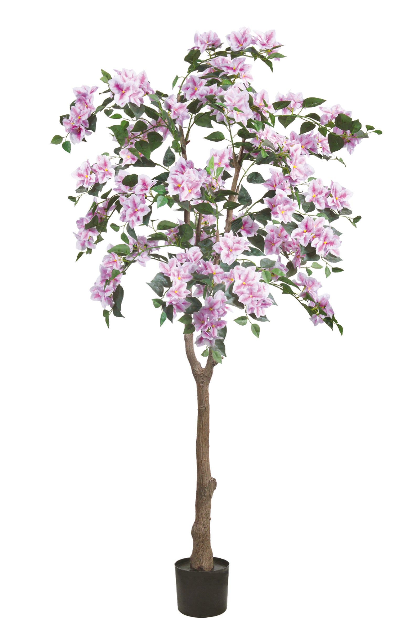 Bougainvillea C: with Flowers and Thick Trunk