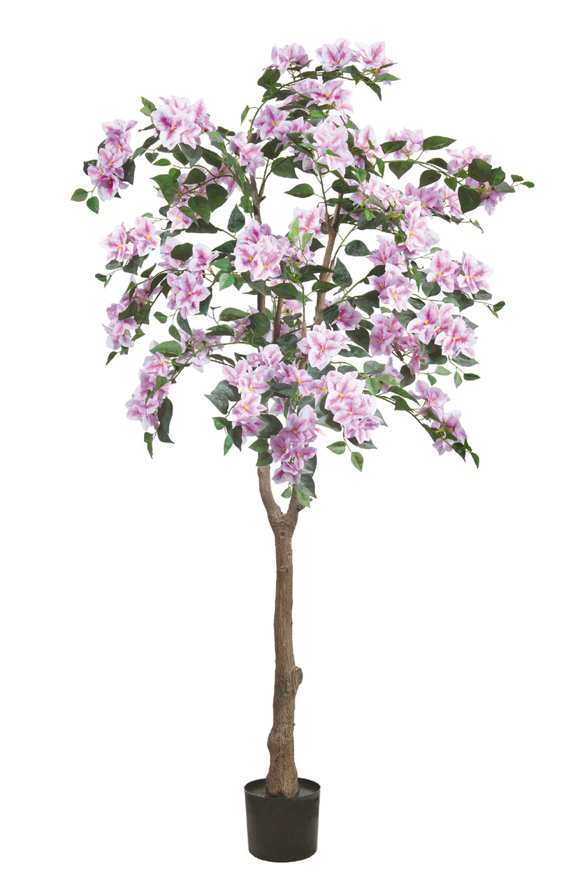 Bougainvillea C: with Flowers and Thick Trunk