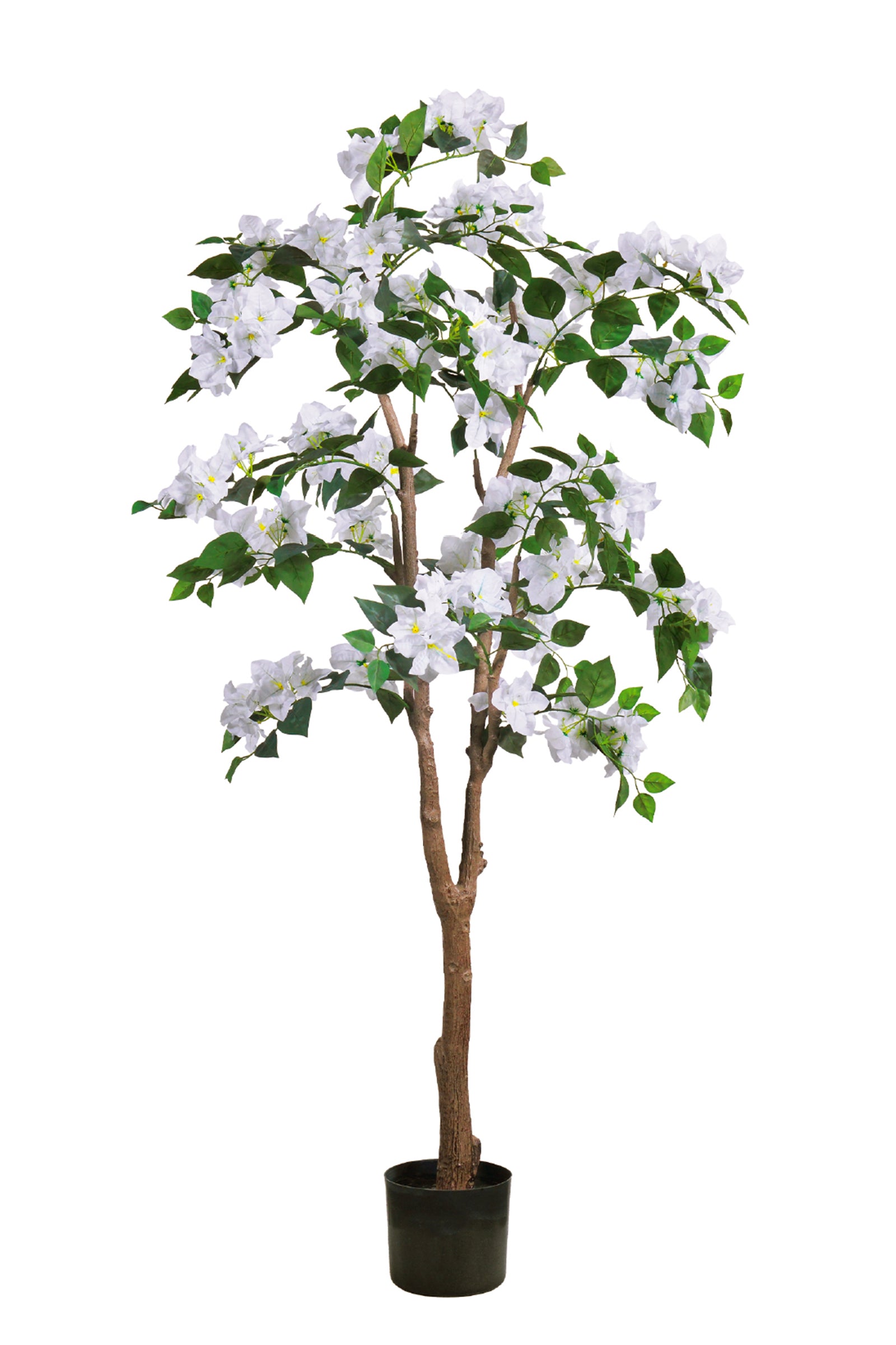 Bougainvillea C: with Flowers and Thick Trunk