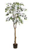 Bougainvillea C: with Flowers and Thick Trunk