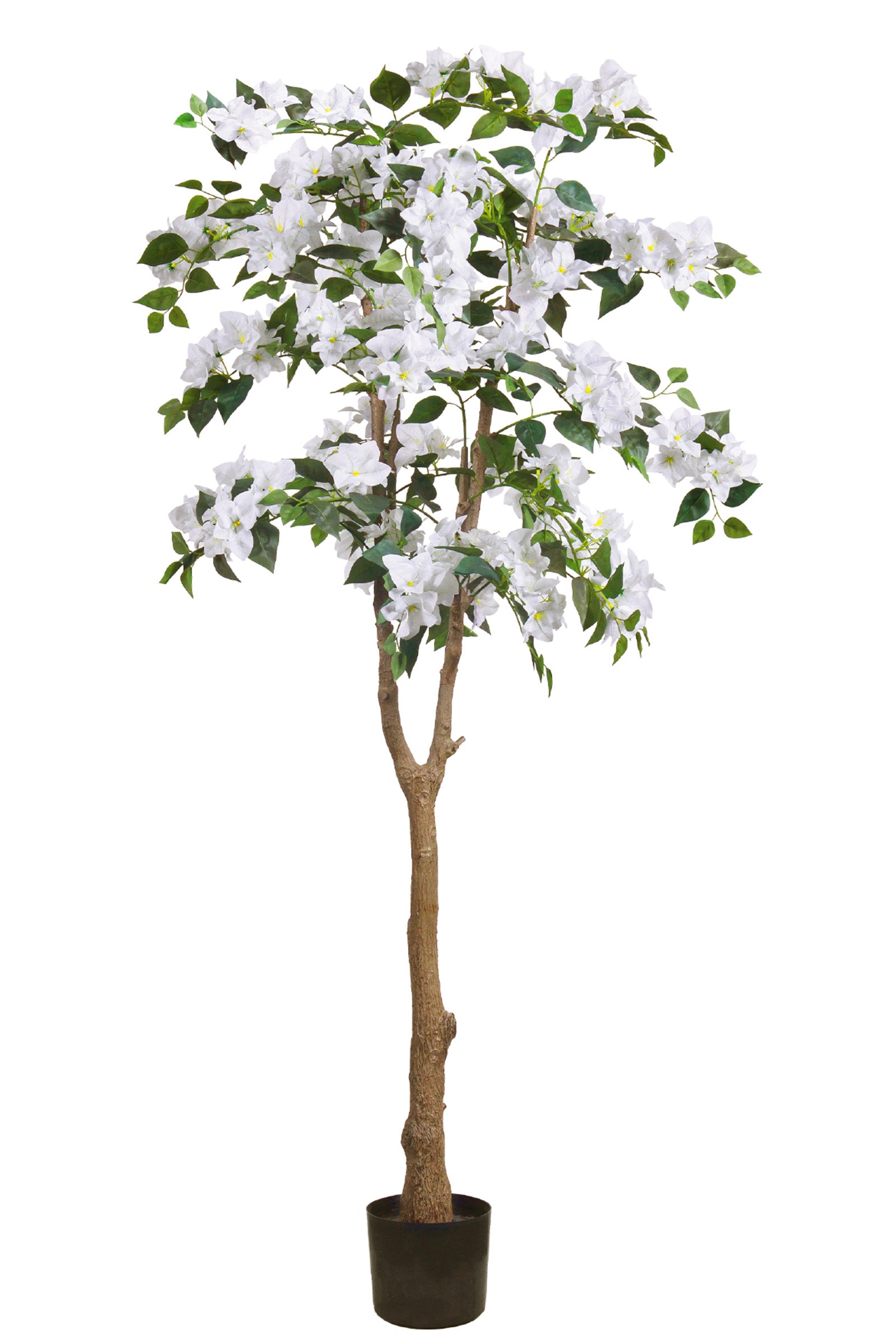 Bougainvillea C: with Flowers and Thick Trunk