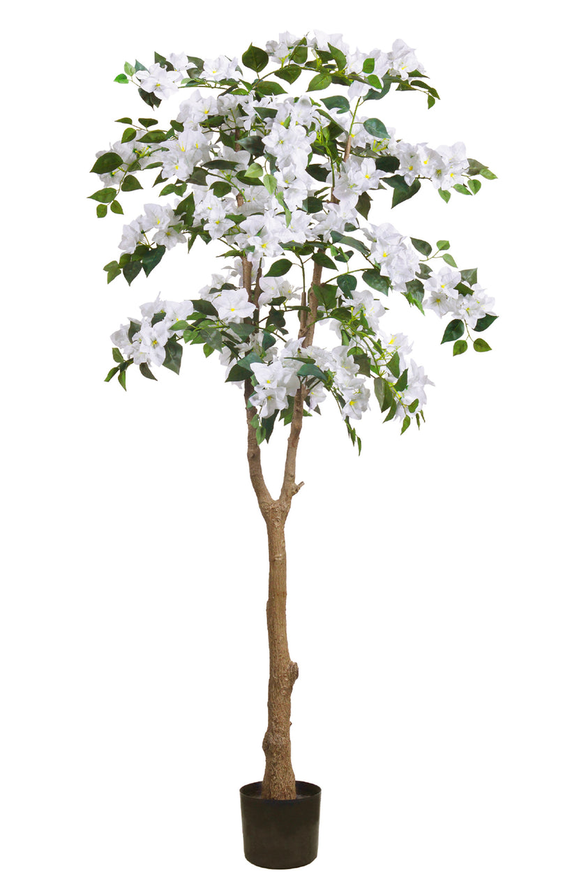 Bougainvillea C: with Flowers and Thick Trunk
