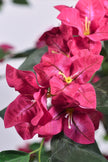 Bougainvillea C: with Flowers and Thick Trunk