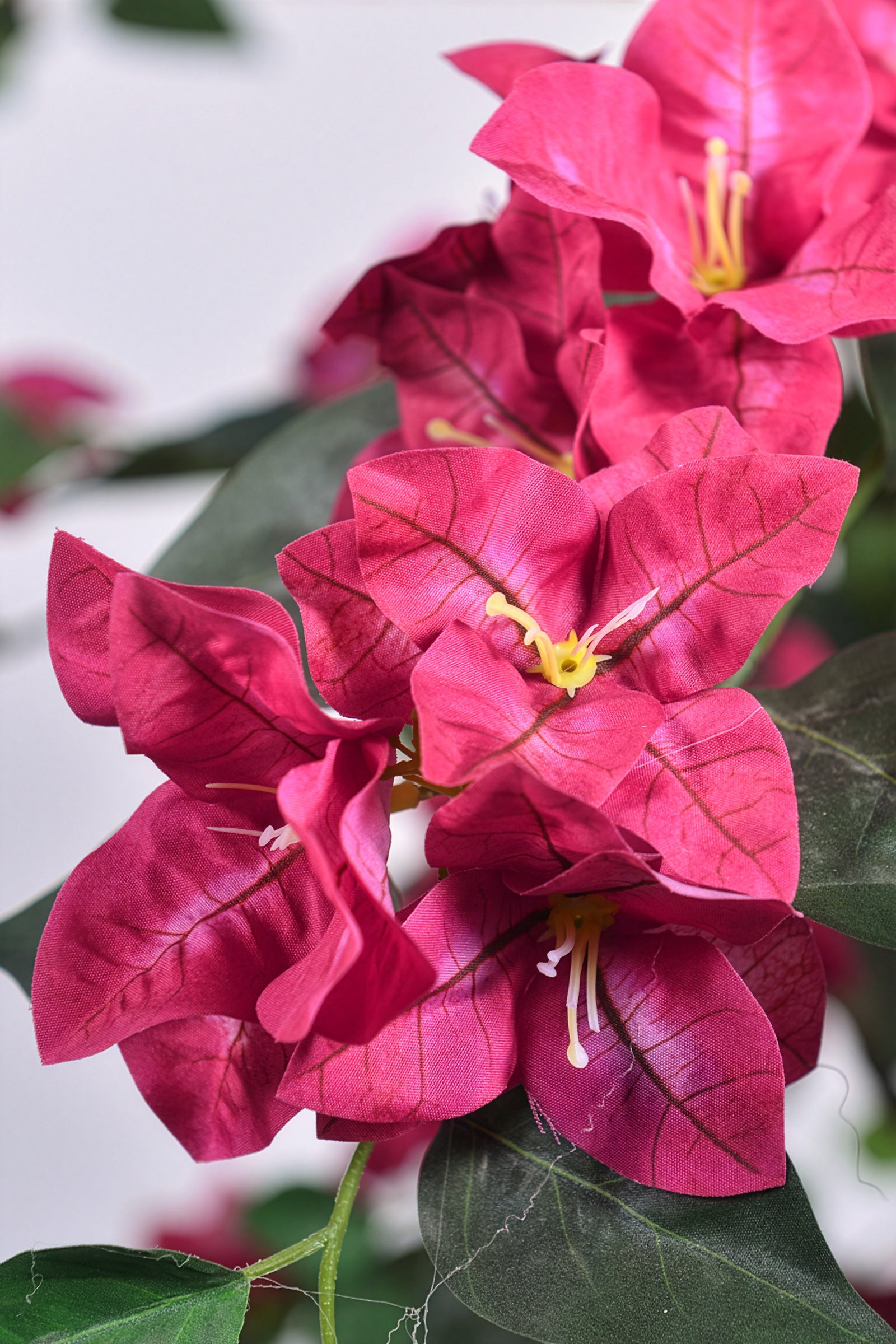 Bougainvillea C: with Flowers and Thick Trunk