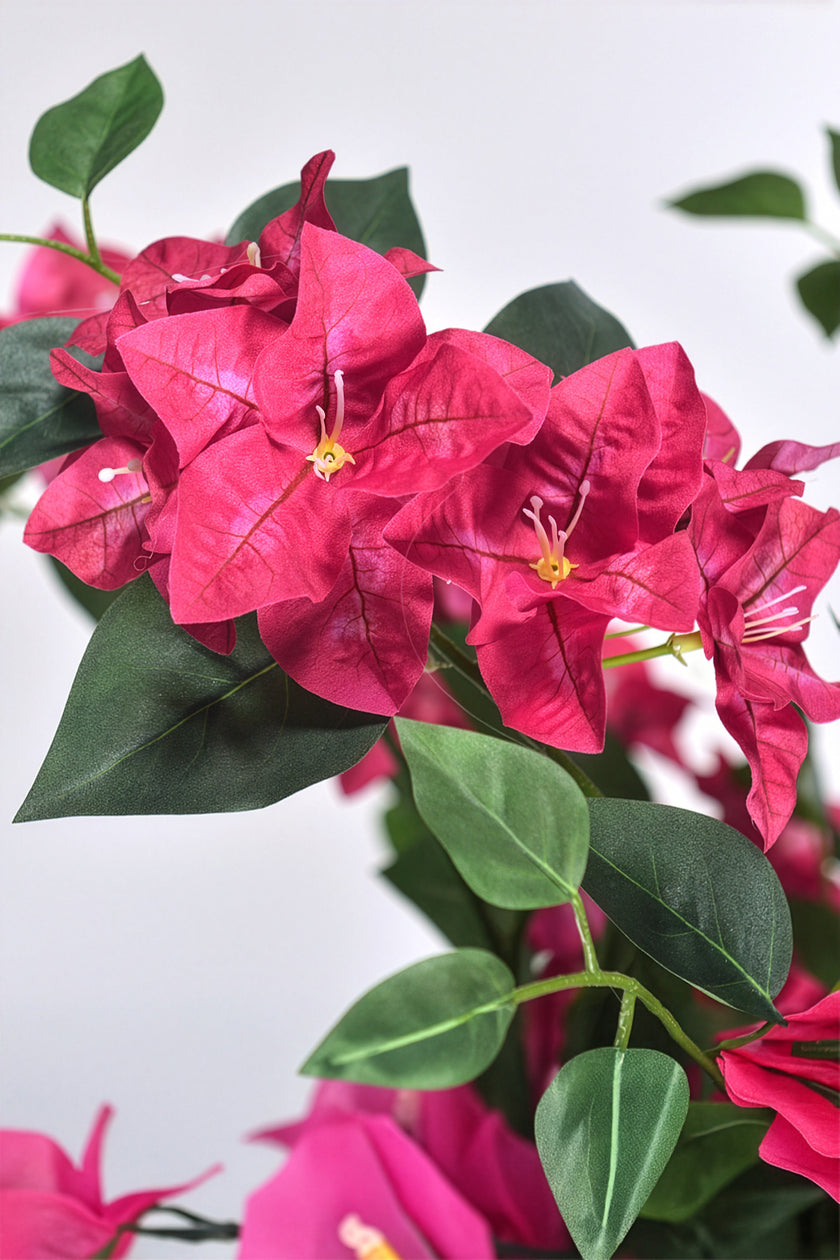 Bougainvillea C: with Flowers and Thick Trunk