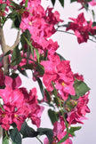 Bougainvillea C: with Flowers and Thick Trunk