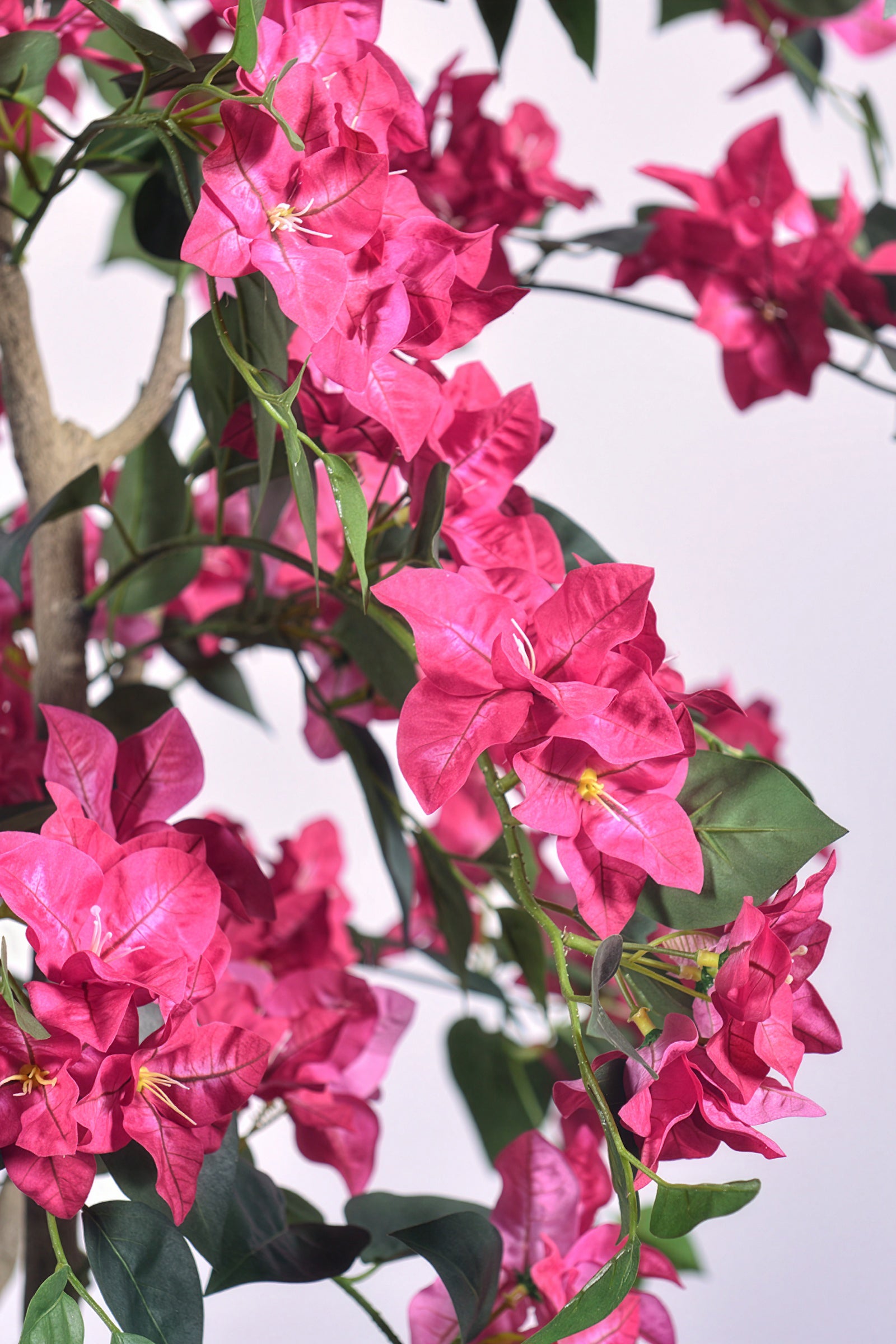 Bougainvillea C: with Flowers and Thick Trunk