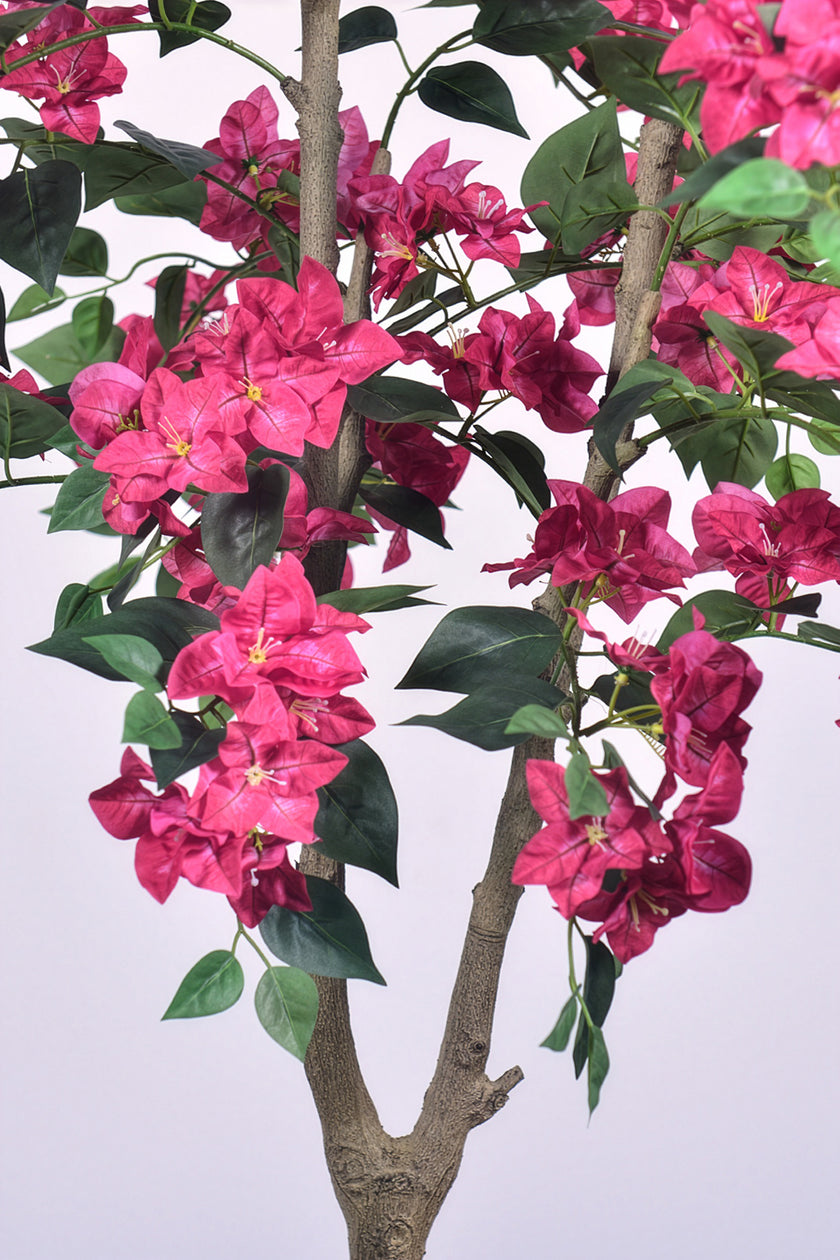 Bougainvillea C: with Flowers and Thick Trunk