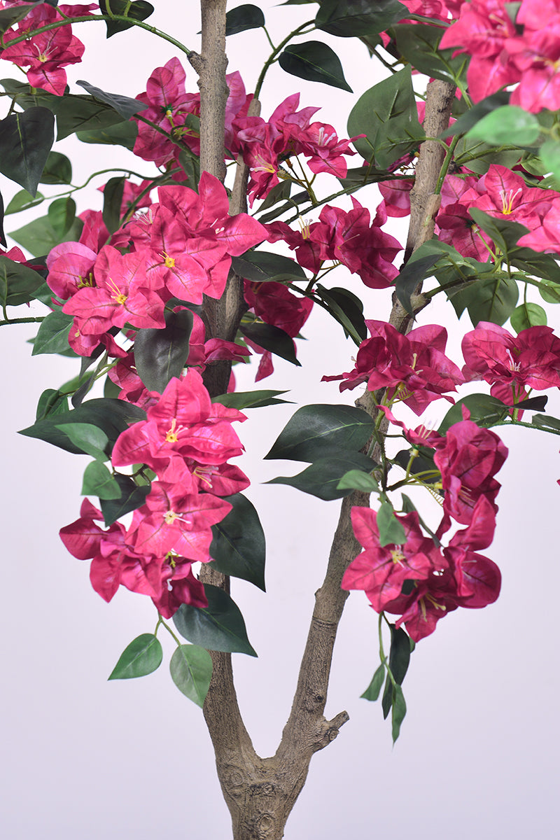 Bougainvillea C: with Fuchsia Flowers and Thick Trunk
