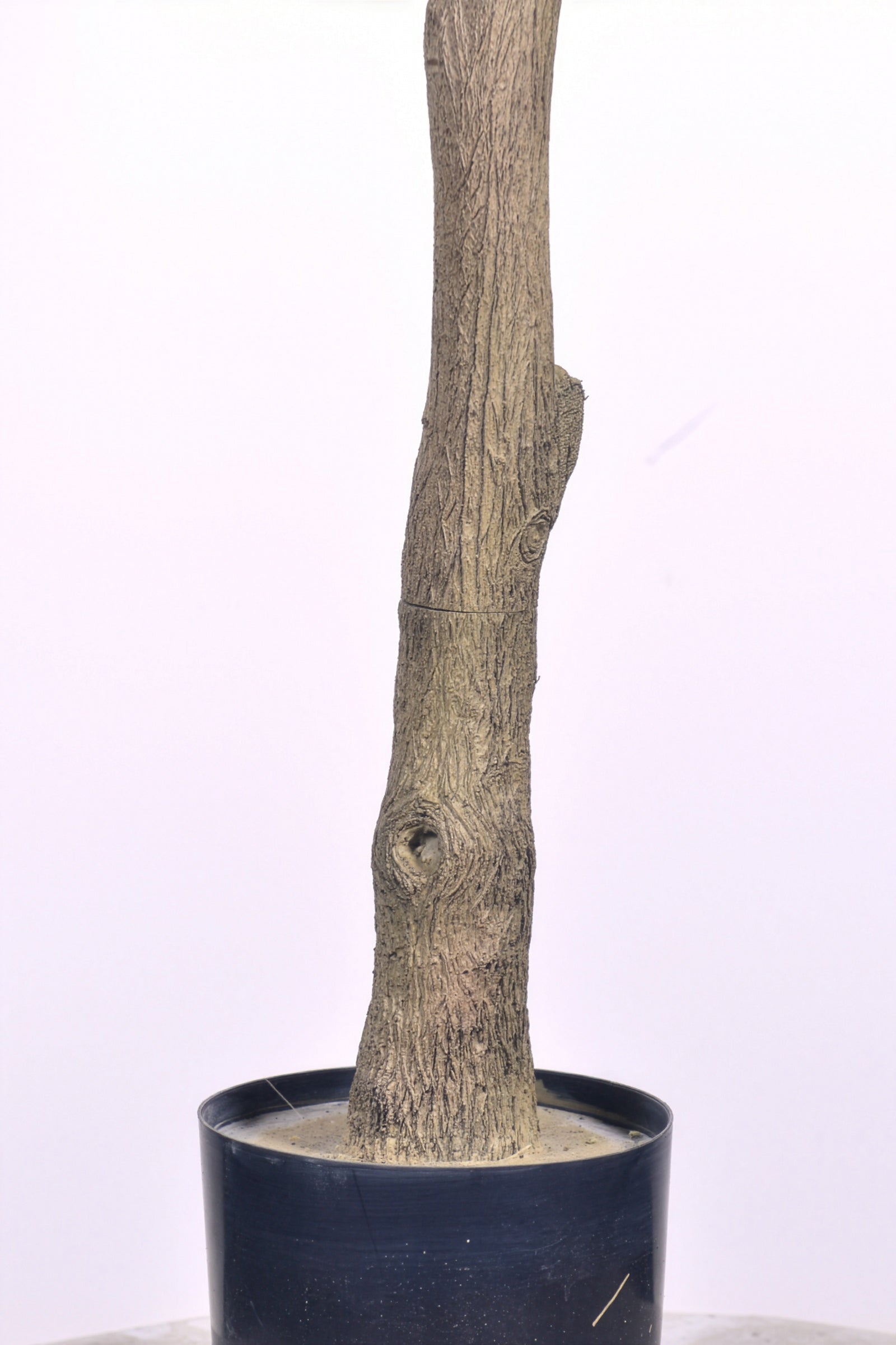 Bougainvillea C: with Flowers and Thick Trunk