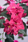 Bougainvillea C: with Flowers and Thick Trunk