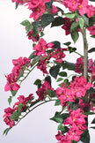 Bougainvillea C: with Flowers and Thick Trunk