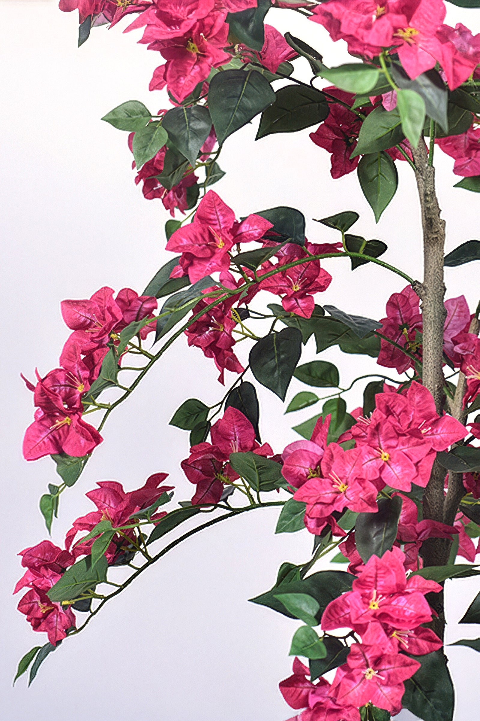 Bougainvillea C: with Flowers and Thick Trunk