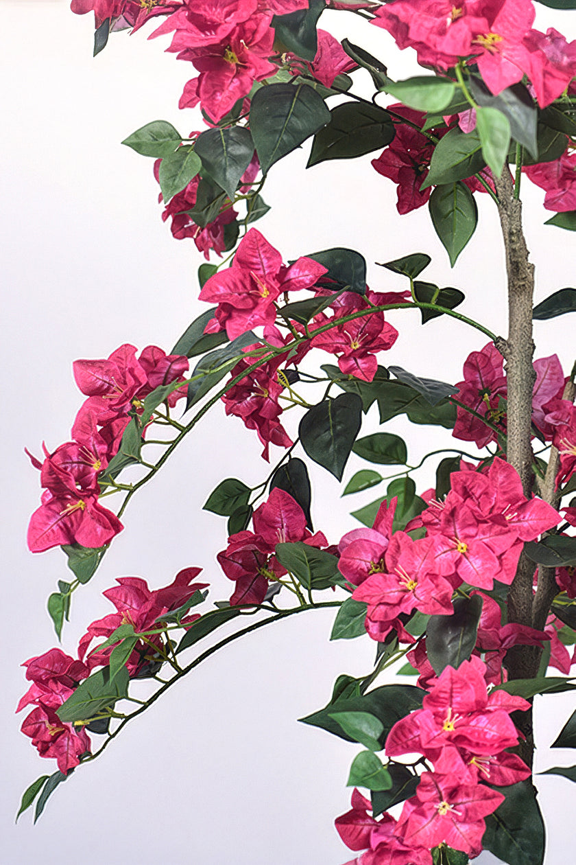 Bougainvillea C: with Flowers and Thick Trunk