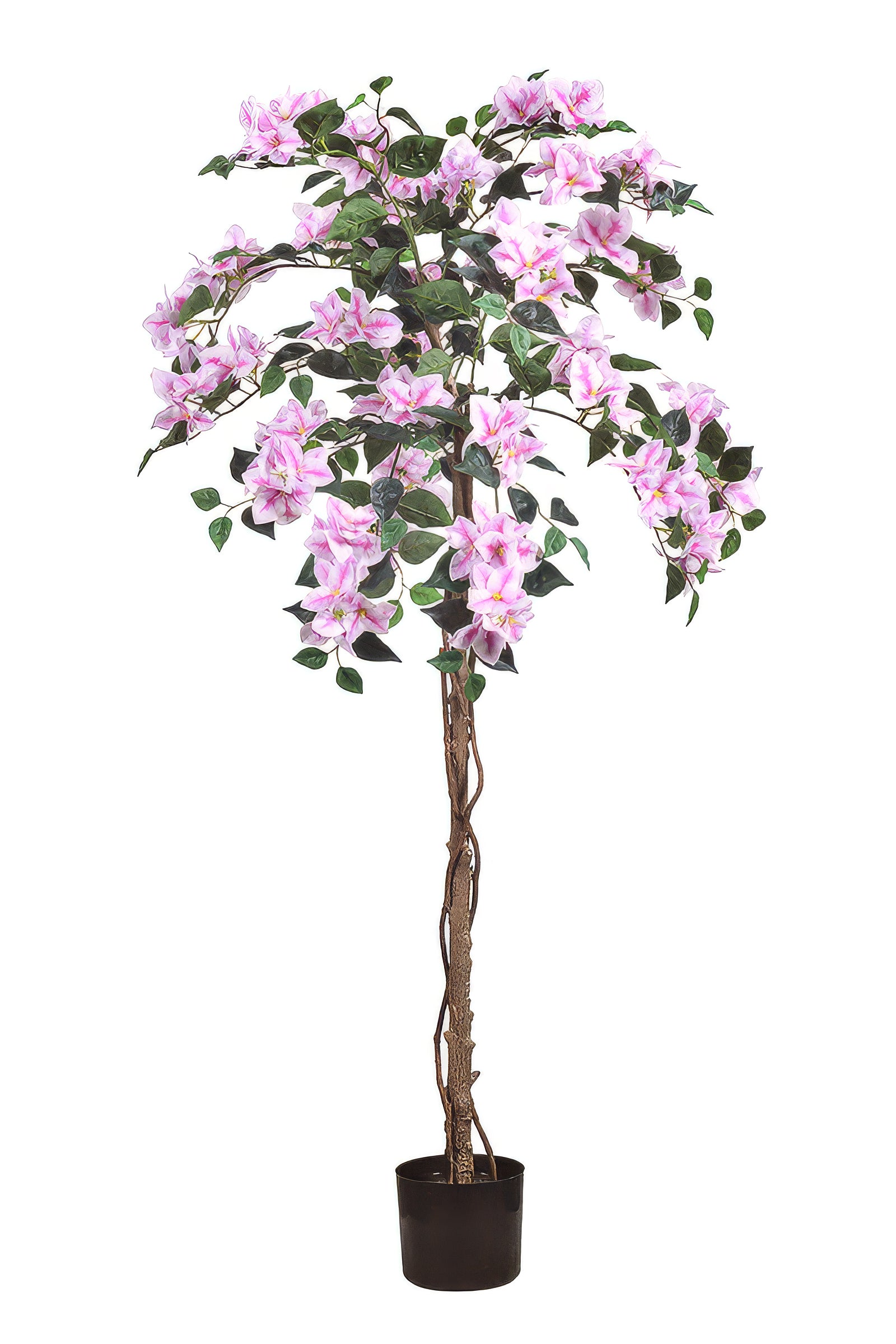 Bougainvillea A: Tree with Light Pink Flowers and Vines