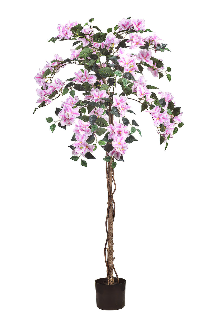 Bougainvillea A: Tree with Light Pink Flowers and Vines