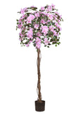 Bougainvillea A: Tree with Light Pink Flowers and Vines