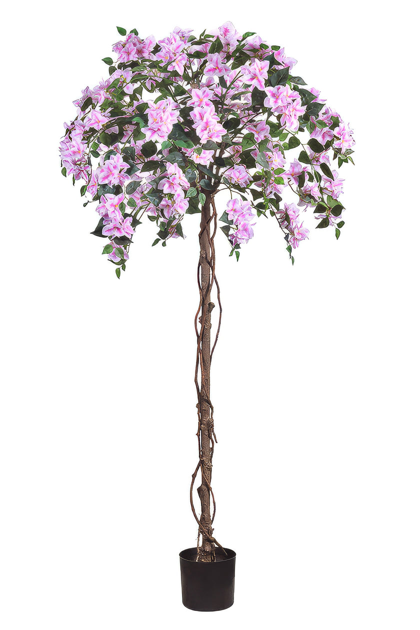 Bougainvillea A: Tree with Light Pink Flowers and Vines