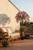 Bougainvillea A: Tree with Light Pink Flowers and Vines