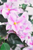 Bougainvillea A: Tree with Light Pink Flowers and Vines