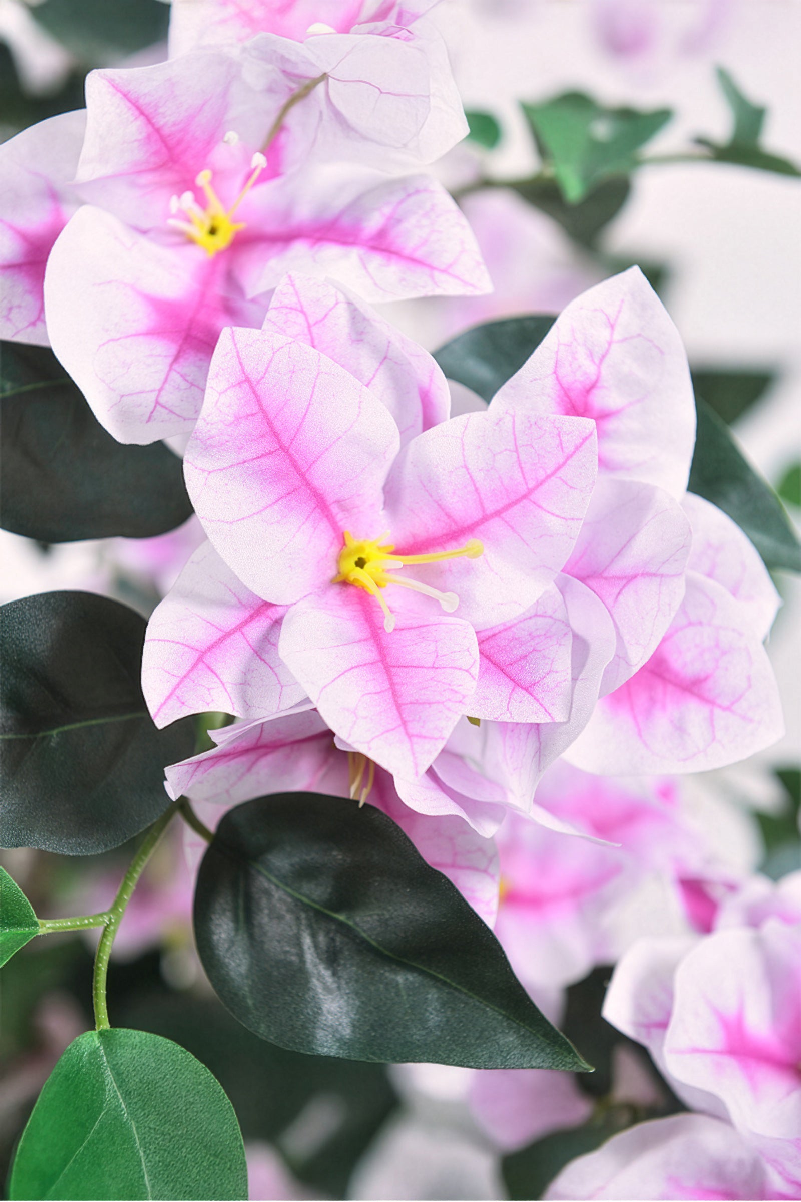Bougainvillea A: Tree with Light Pink Flowers and Vines