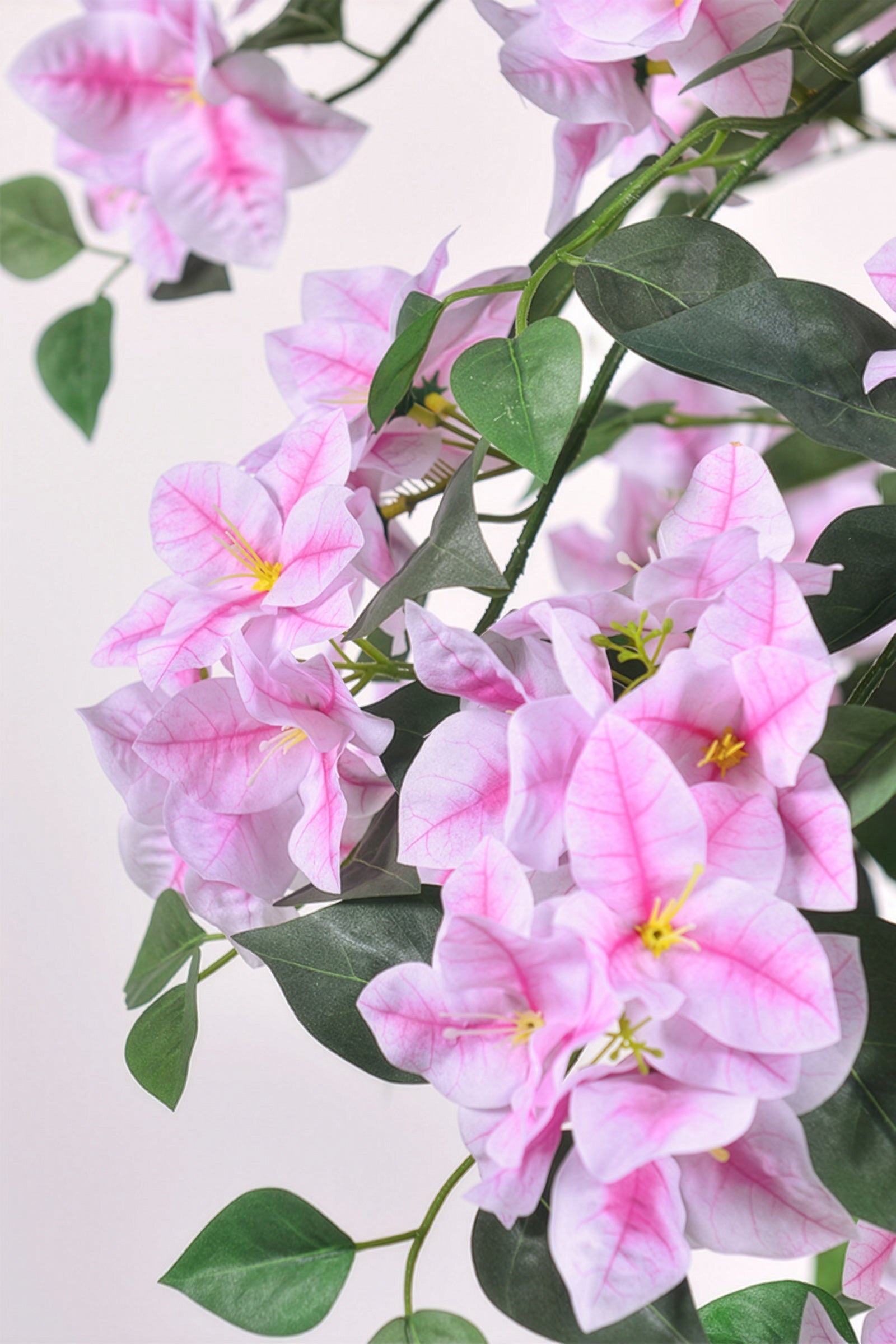 Bougainvillea A: Tree with Light Pink Flowers and Vines