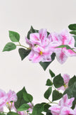 Bougainvillea A: Tree with Light Pink Flowers and Vines