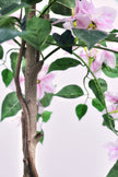 Bougainvillea A: Tree with Light Pink Flowers and Vines
